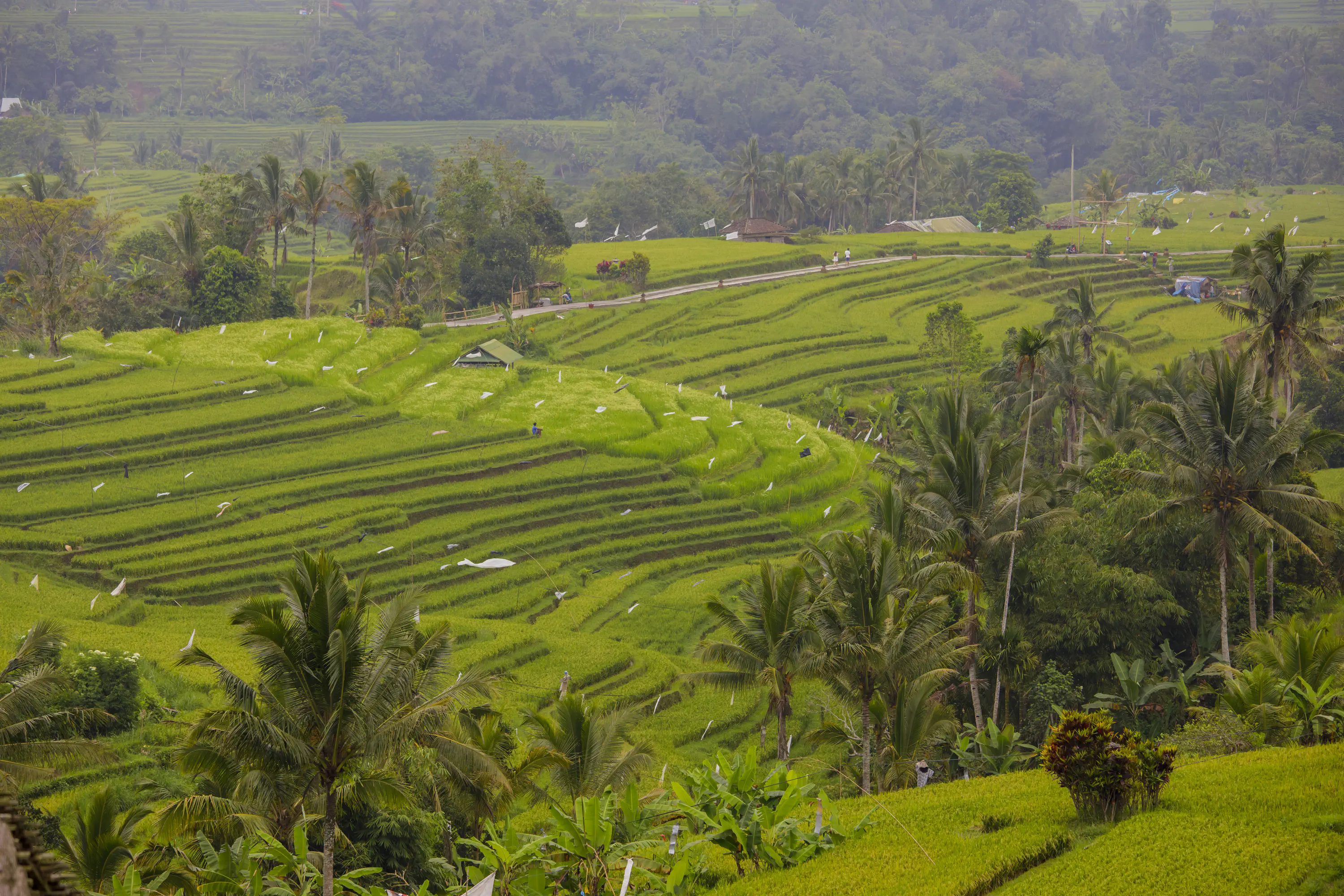 Tranquil Bali Rice Terraces