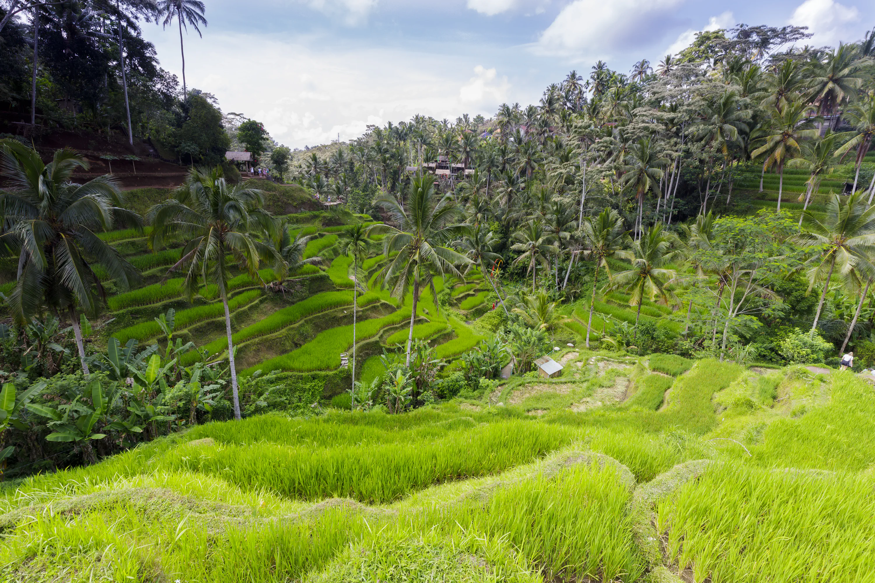 Tegalalang Rice Terraces