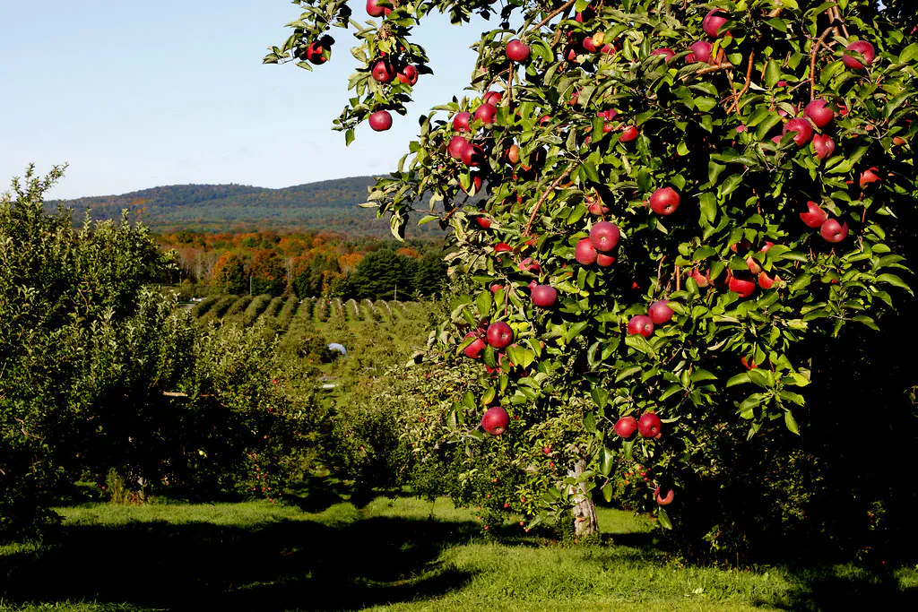 Apple orchard in Massachusetts