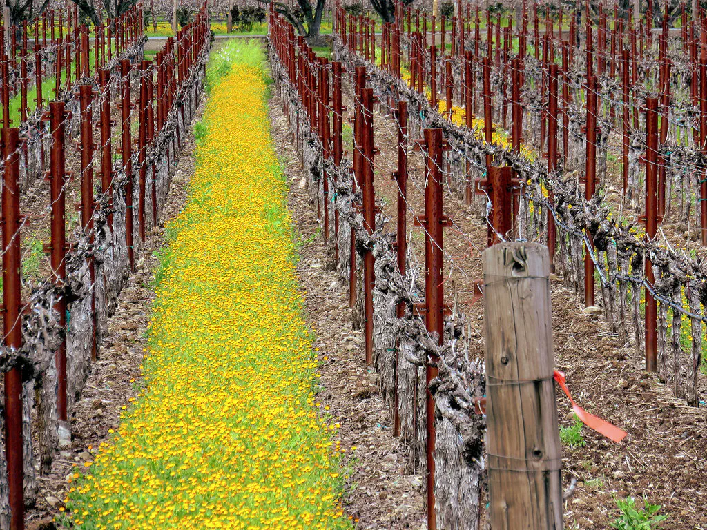 Napa Valley Vineyard