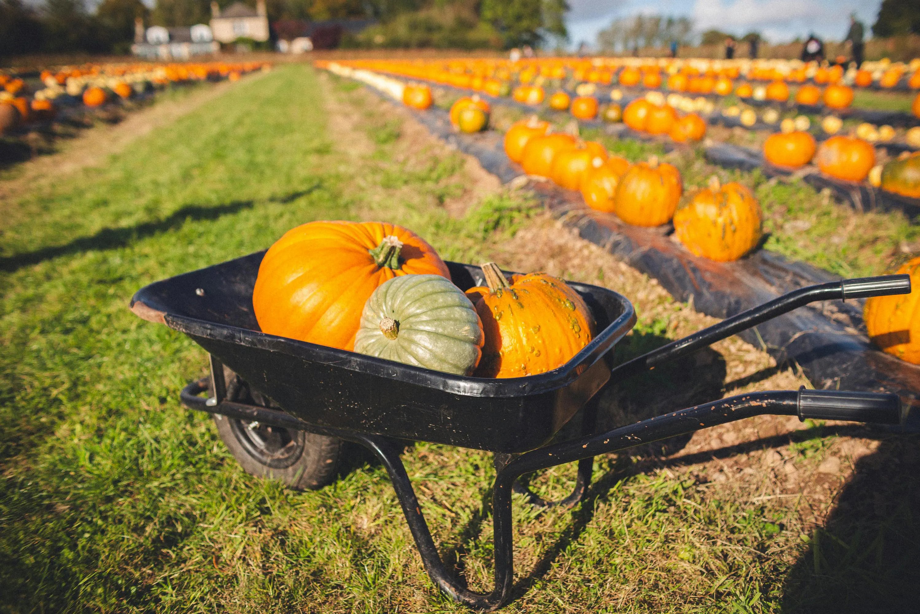 Pumpkin Patch