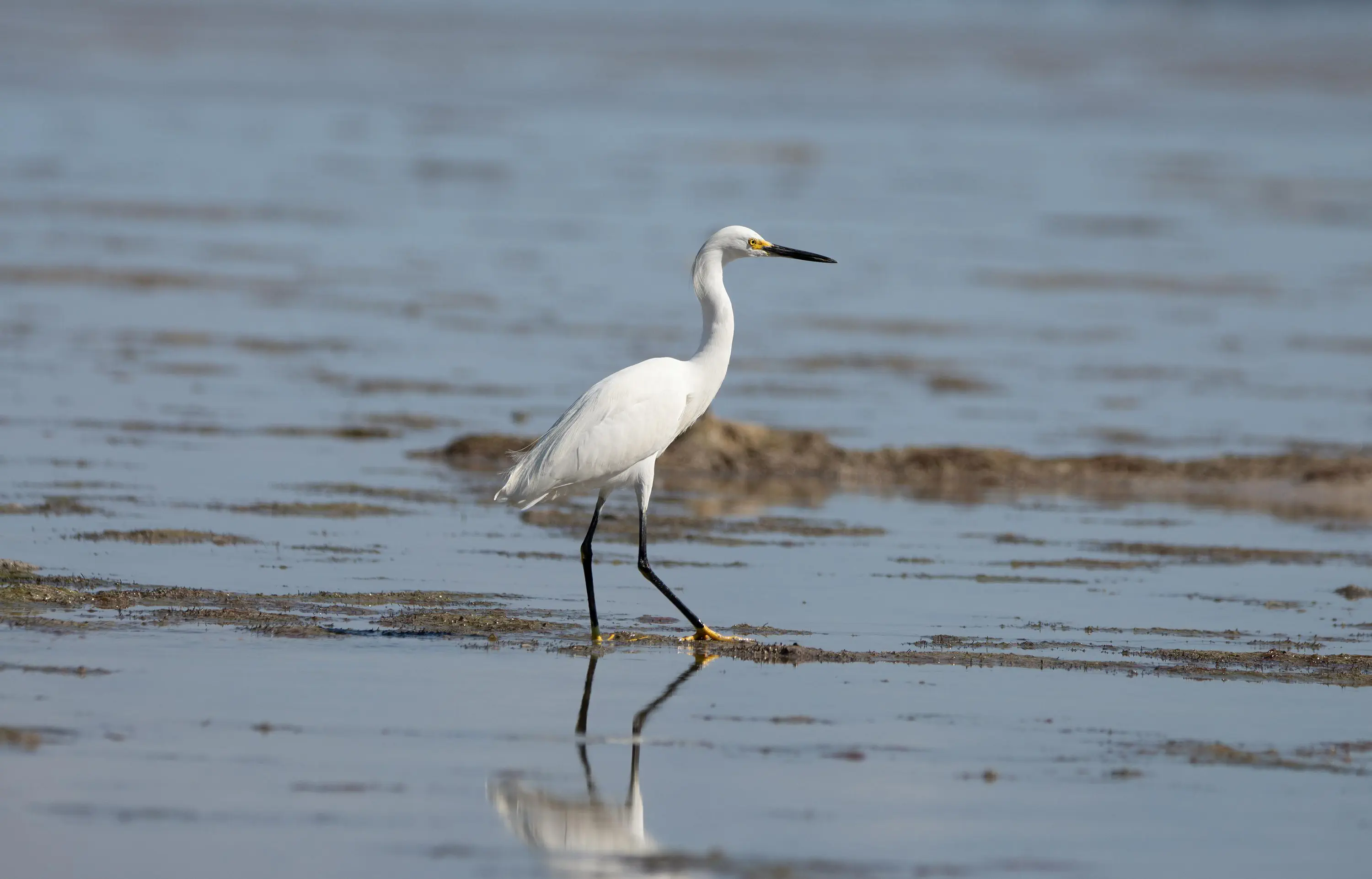 Wildlife in the Everglades